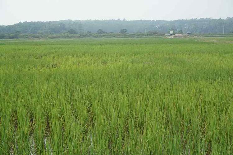 海水稻第一次种植在基地中