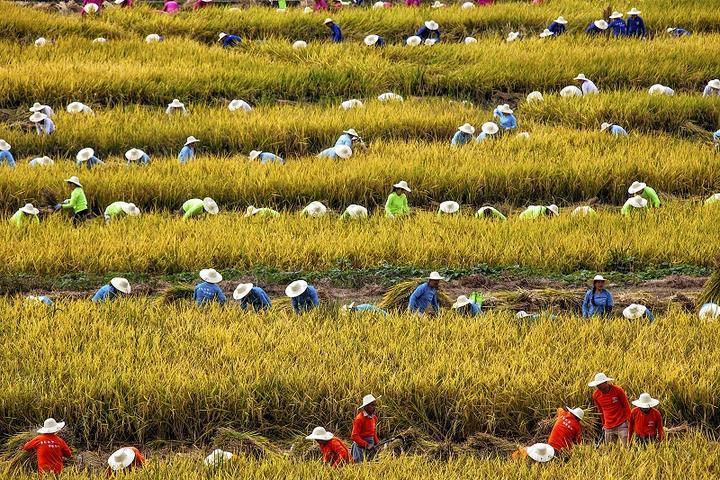 种粮也有出息90后杭州姑娘回乡带领农民们种水稻