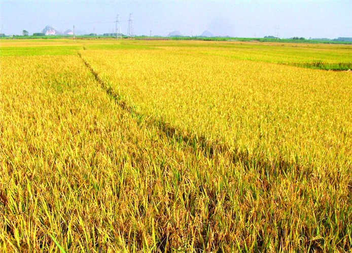 湖南水稻种植时间