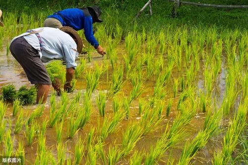 水稻绿色轻简栽培,及减药控害技术,这几点是关键