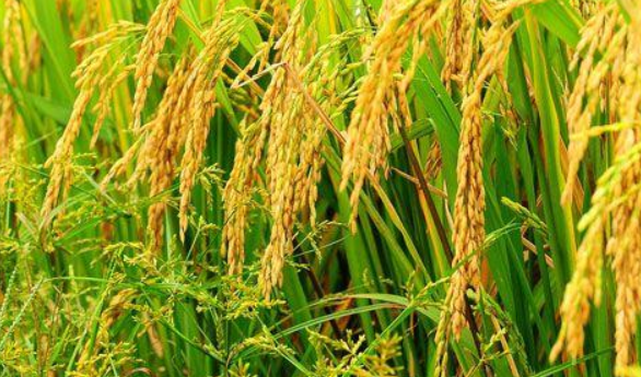 《农产品期货》:稻花香里说丰年——水稻的价格影响因素