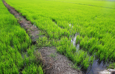 种植水稻照片摄影